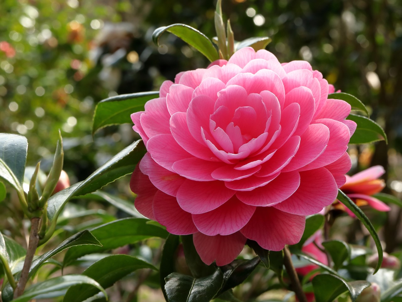 C. x williamsii 'Perfecta (Jury)'